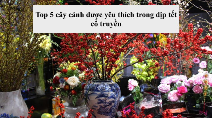 cây cảnh tết
